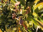 frost damage leaves